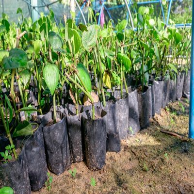 穴緊急医院の器具が付いている袋を植えているプラスチック実生植物